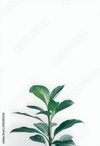 Minimalist plants and flowers on a clean background. wallpaper  mock up  minimal  aesthetic. 