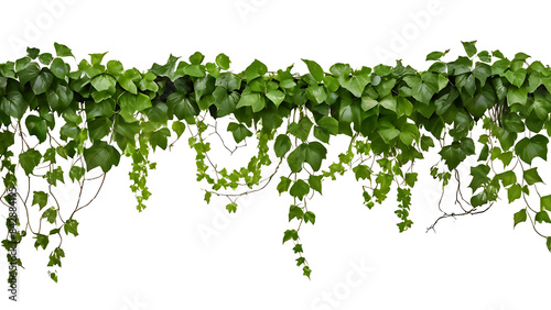 Ivy plant border hanging with clipping path, isolated on white background