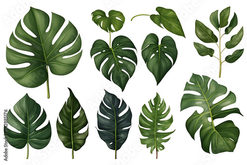 set of Philodendron leaves with various shapes and textures  isolated on white background