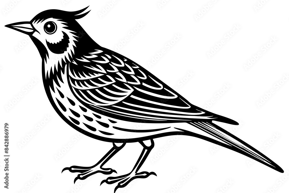 lark bird line art vector illustration lark bird line art vector illustration