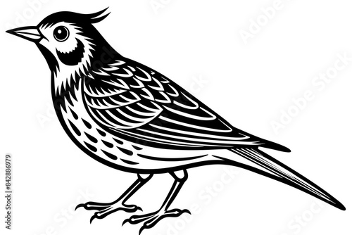 lark bird line art vector illustration