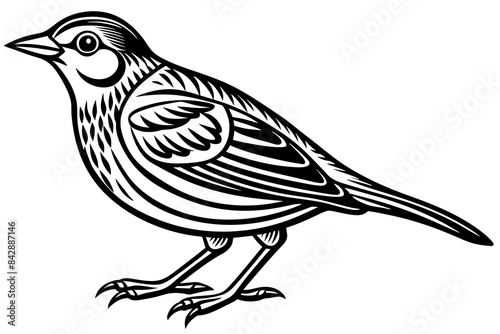 lark bird line art vector illustration