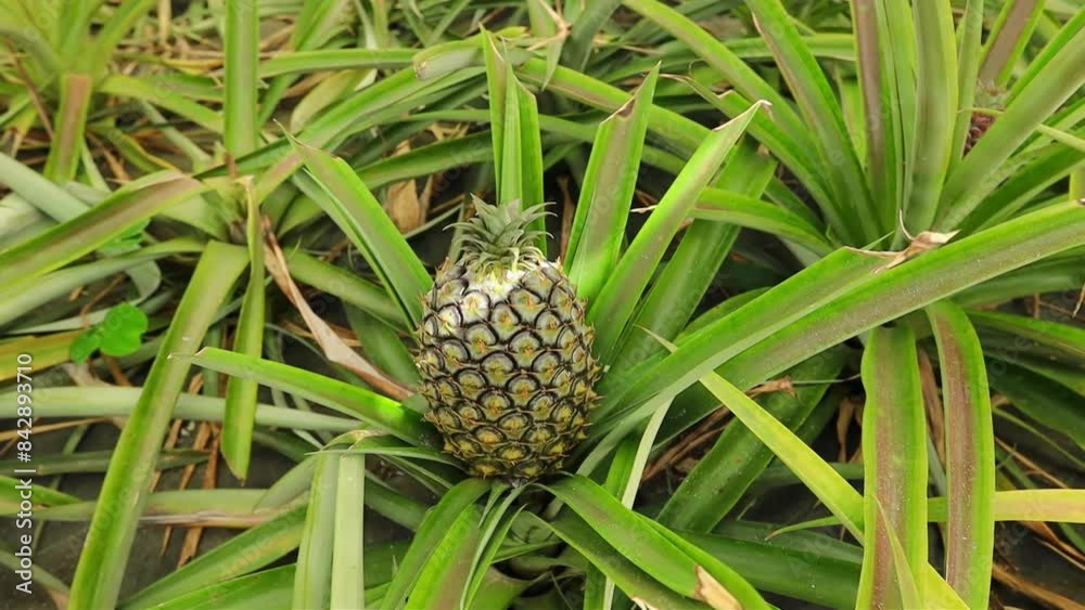 Pineapple plant close up on pineapple plantation Pineapple plant close up on pineapple plantation