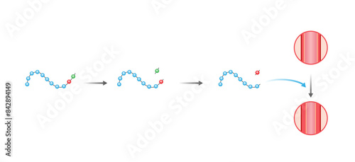 Angiotensin. Renin-Angiotensin-Aldosterone System, blood pressure regulation. Vasoconstriction. Angiotensin-converting enzyme. ACE inhibitors. Vector illustration.
