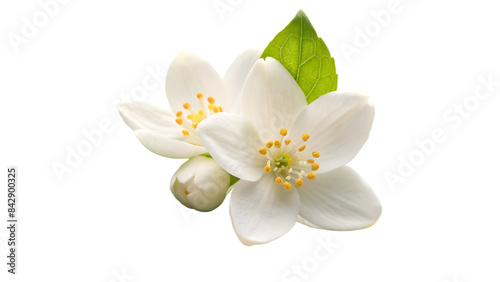 White jasmine isolated on transparent  background