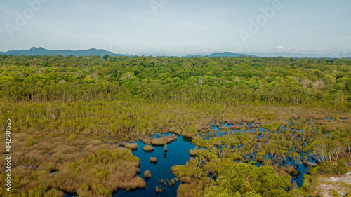 Aerial drone view of lush green  swamp scenery at Pantai Jambu Bongkok, Marang, Terengganu, Malaysia photo