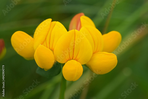 Closeup on the yellow flower of the birdsfoot deervetch clover, Lotus corniculatus photo