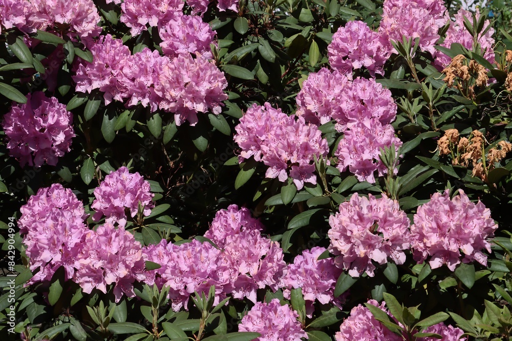 pink flowers of rhododendron in the garden pink flowers of rhododendron in the garden