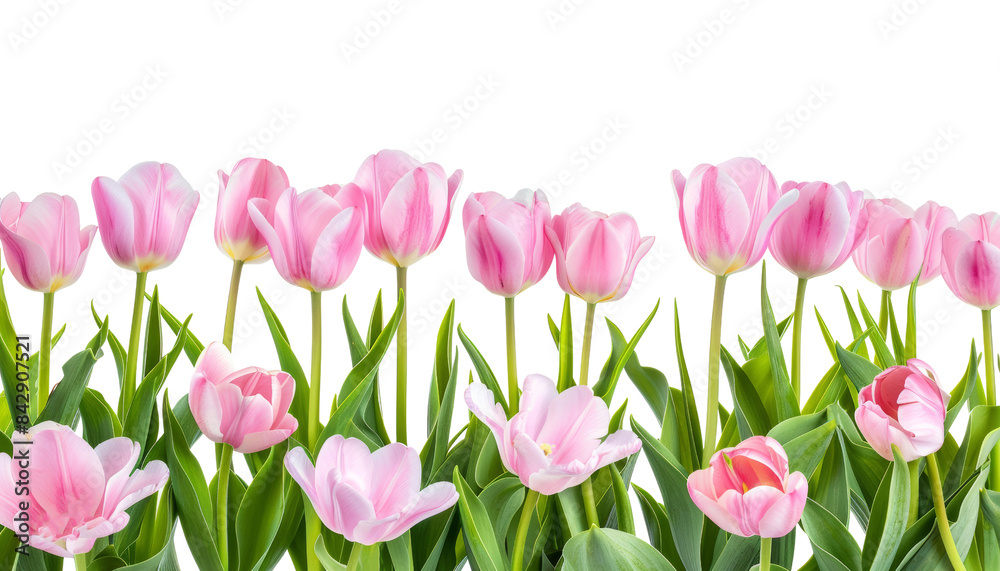 pink tulips frame isolated on transparent background cutout pink tulips frame isolated on transparent background cutout