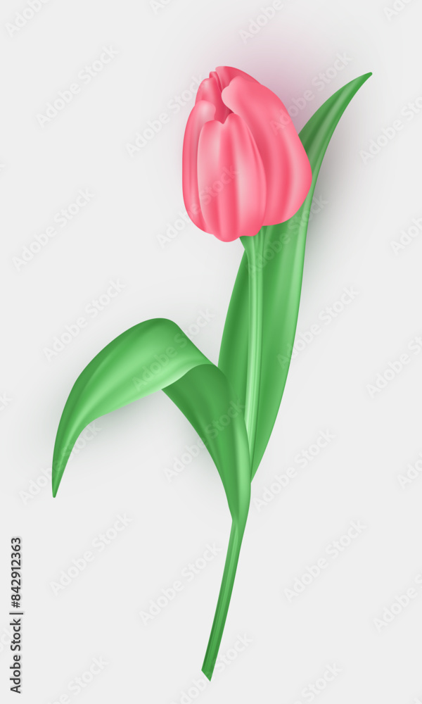 Obraz premium Realistic 3d tulip with bright pink petals isolated on white background. Three dimensional beautiful blossom spring flower buds, floral decoration element 
