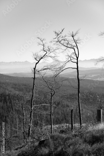 Chore, suche drzewa bez liści