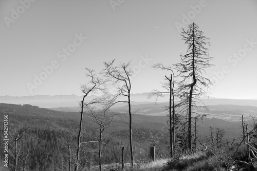 Chore, suche drzewa bez liści