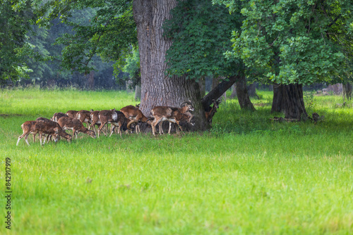 A herd of Mouflon - Ovis musimon and are on a meadow in the grass