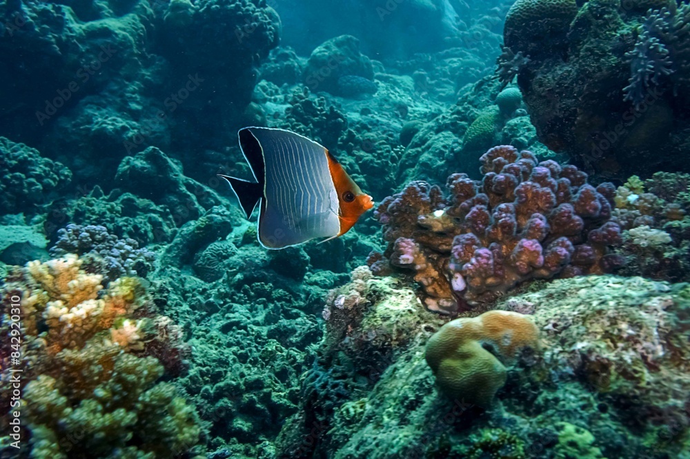 view of coral reef with fish view of coral reef with fish