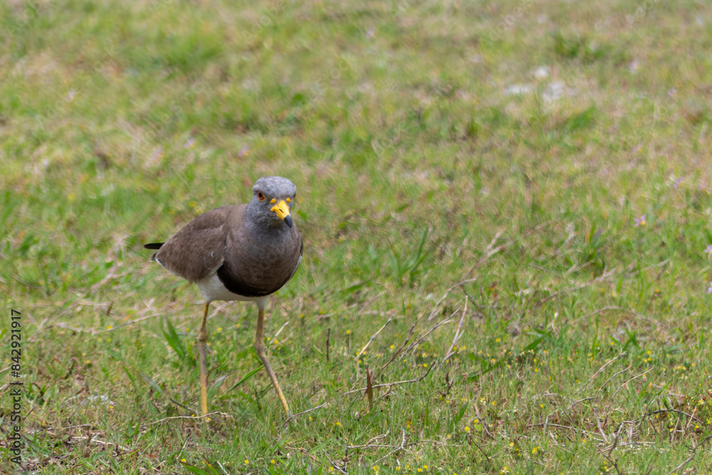 Obraz premium なわばりでけたたましく相手を追いやるケリ