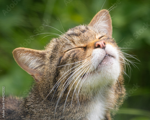 Photography Wildcat