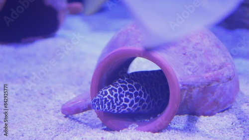 Explore a Leopard Moray Eel hiding in a pot within an aquarium from various angles photo