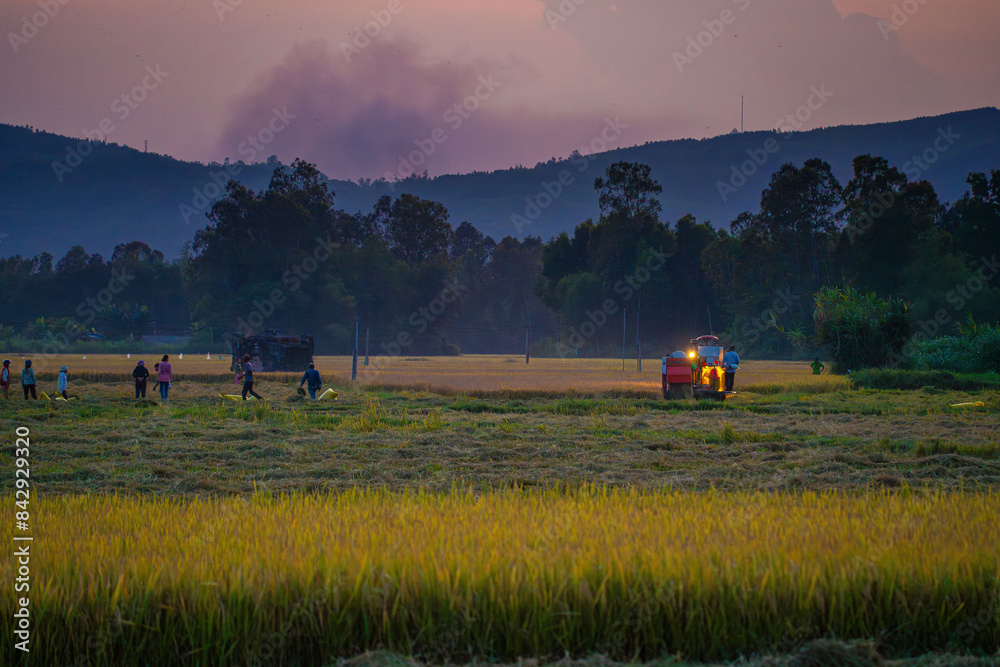 Fototapeta premium View of rice field in Phu Yen, Vietnam. Rice production in Vietnam in the Mekong and Red River deltas is important to the food supply