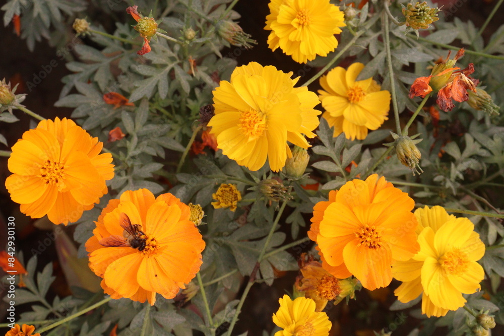 yellow colored sulfur cosmos flower yellow colored sulfur cosmos flower