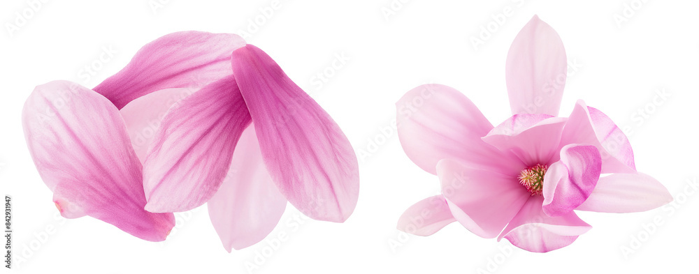 Pink magnolia flower petal isolated on white background with full depth of field. Top view. Flat lay Pink magnolia flower petal isolated on white background with full depth of field. Top view. Flat lay