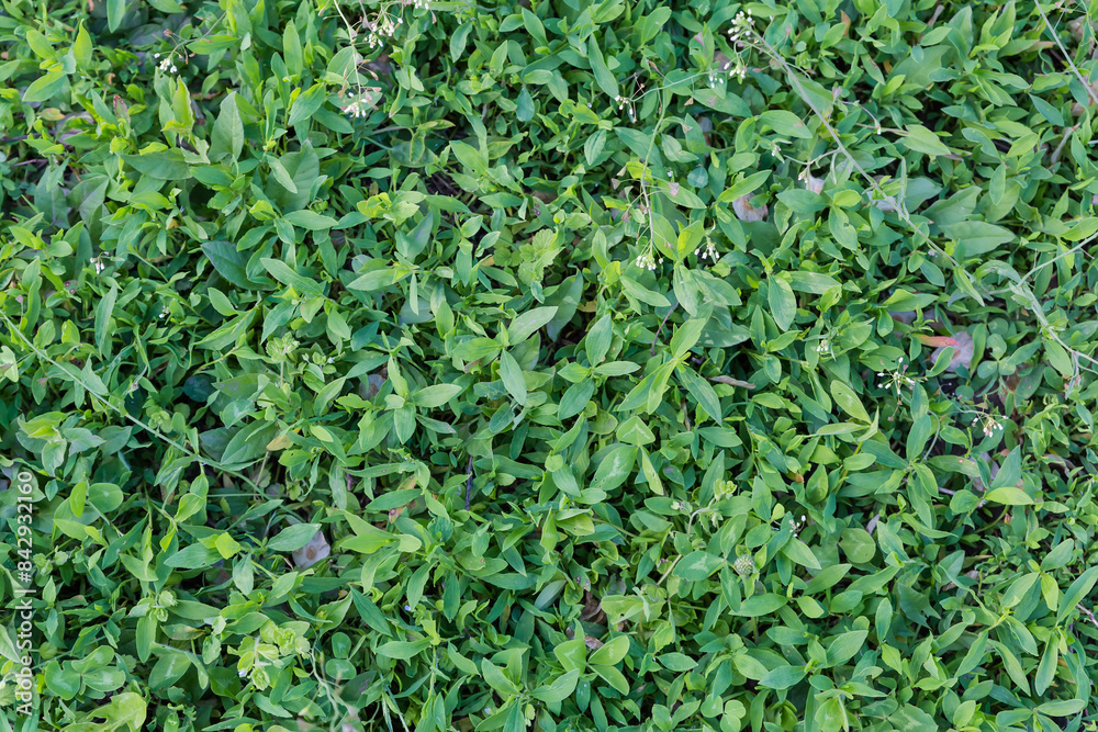 Top view of meadow overgrown with knotgrass in overcast day Top view of meadow overgrown with knotgrass in overcast day