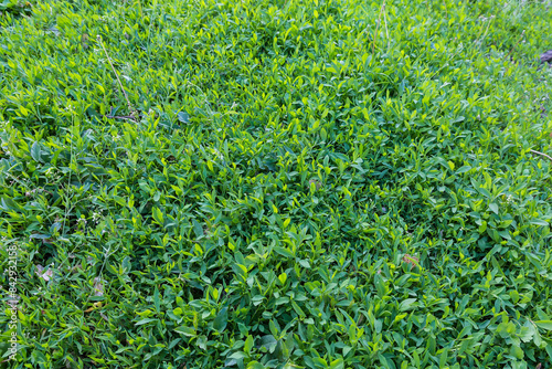 Meadow overgrown with the knotgrass in spring morning photo