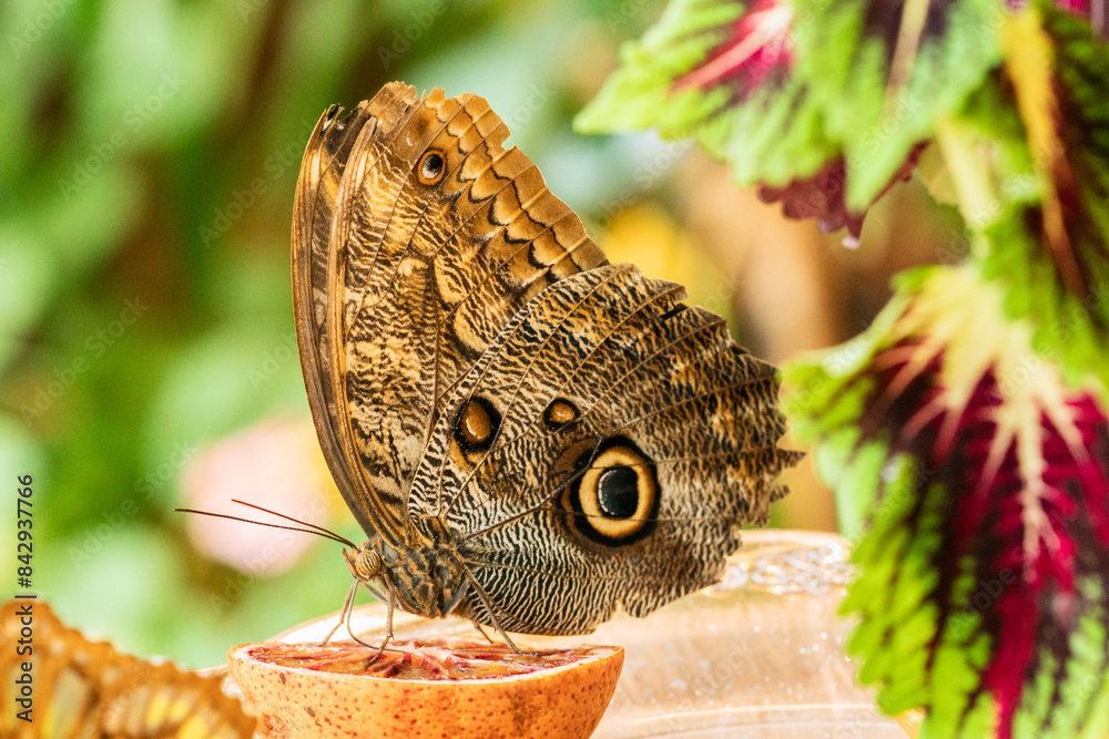 Fototapeta premium a close up of a tropical colorful butterfly on an orange slice