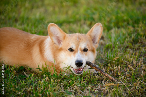 Corgi dog chews stick while lying on grass while walking, demonstrating its natural behavior as companion dog in a herding environment. Dog dental injury concept © GRON777