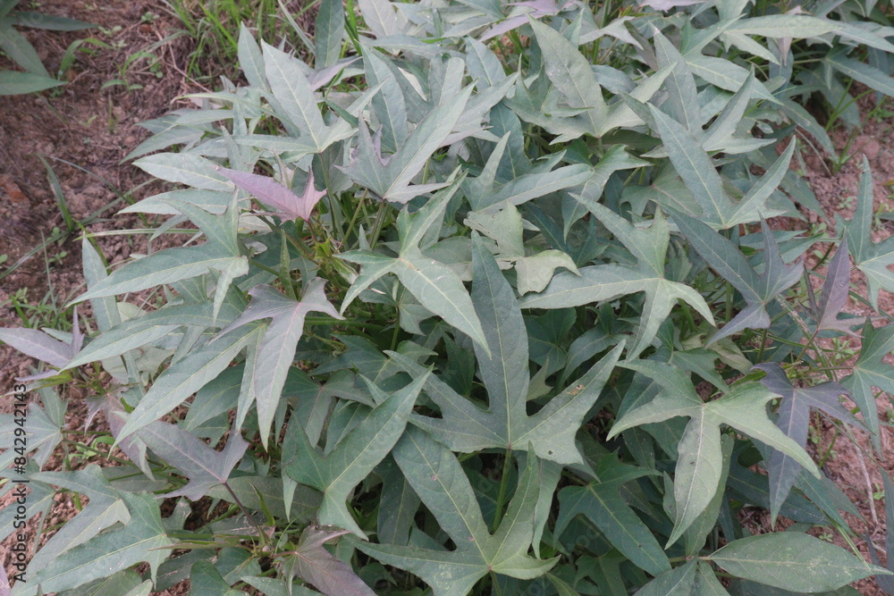 sweet potato plant on farm for harvest