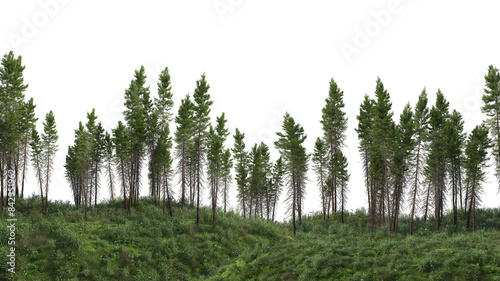 3D render meadow and pine trees on transparent background