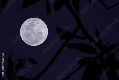 Full moon with bird and tree branch silhouette in the night.