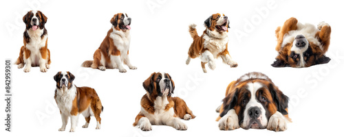 Saint Bernard Dog Poses: A Showcase of Gentle Giants. transparent background image.