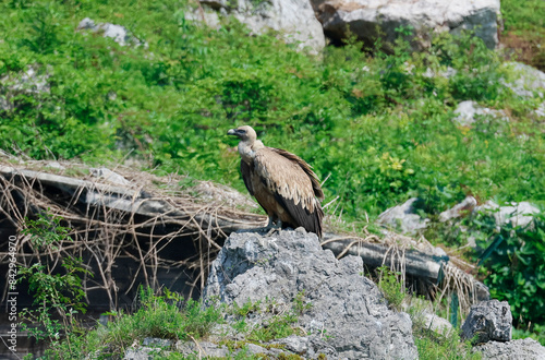 The Griffon Vultures of the regional nature reserve of Lake Cornino, Italy photo