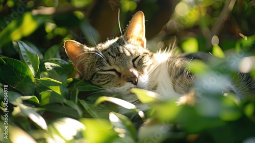 A cat resting in the sun s warmth blending in with the leafy surroundings photo