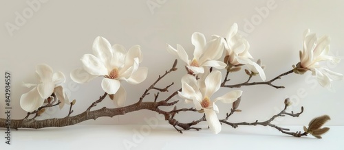 Stunning magnolia flower arrangement on a clean white backdrop.