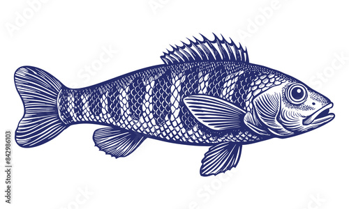 Vector illustration in perch style
