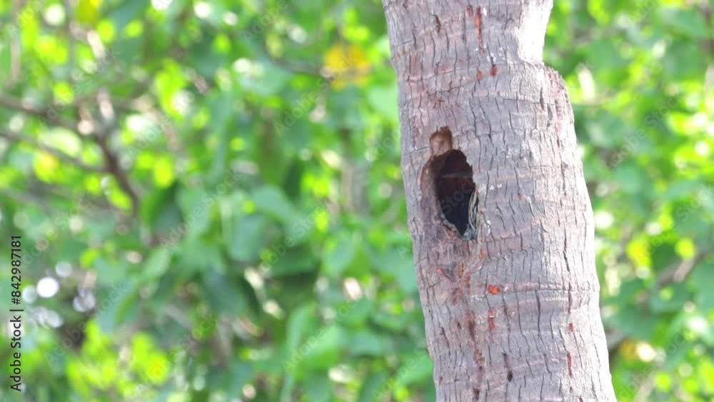 Woodpecker on coconut tree Woodpecker on coconut tree