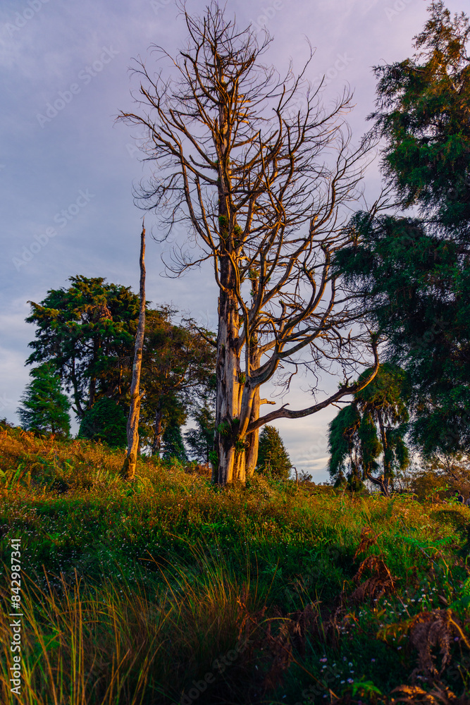 Obraz premium autumn in the forest