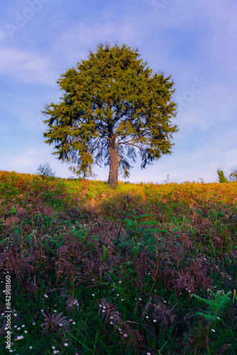 Wallpaper Mural tree in the autumn Torontodigital.ca