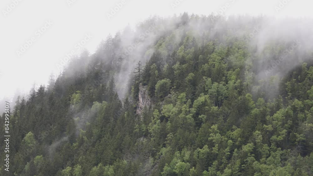 Scenic view of tranquil atmosphere in the wilderness. Morning rain mist over hills covered with green pine trees Scenic view of tranquil atmosphere in the wilderness. Morning rain mist over hills covered with green pine trees