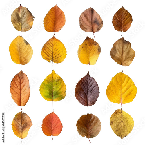 autumn leaves isolated on transparent background