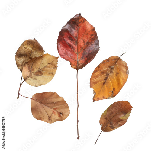 autumn leaves isolated on transparent background