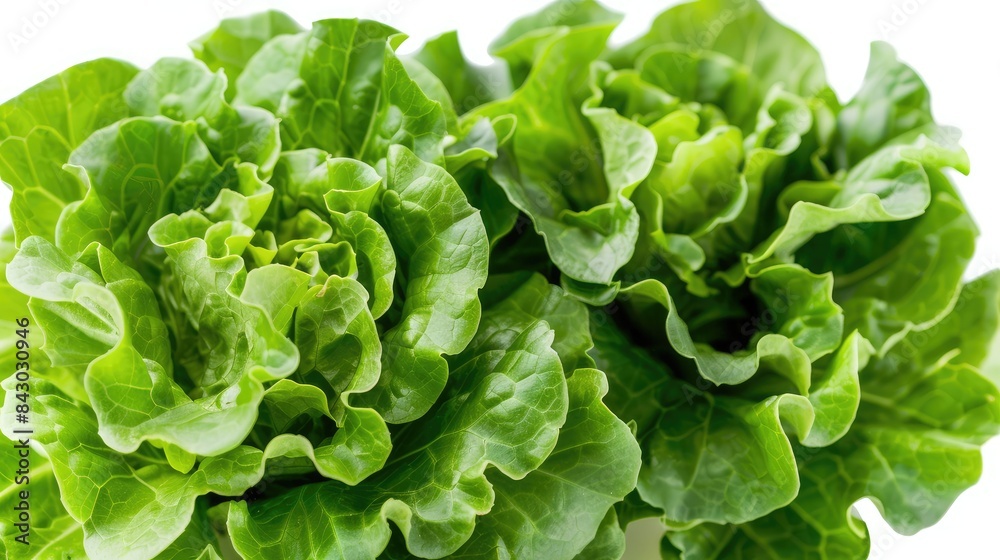 Green lettuce growing fresh set against a white backdrop Green lettuce growing fresh set against a white backdrop