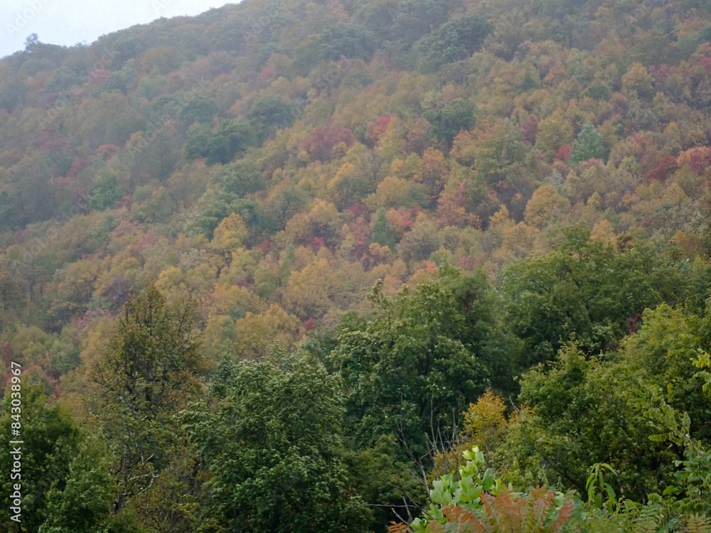 Autumn leaves in the mountains Autumn leaves in the mountains