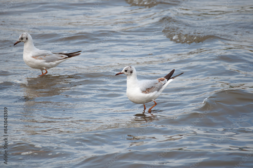 Very beautiful and majestic birds, gulls, with white coloring, brown tail and beak, walking on the water in summer. Very beautiful and majestic birds, gulls, with white coloring, brown tail and beak, walking on the water in summer.