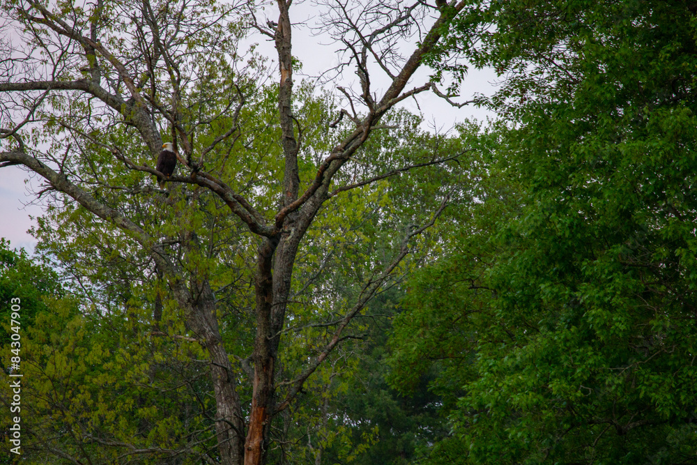 Fototapeta premium Bald eagles on the farm