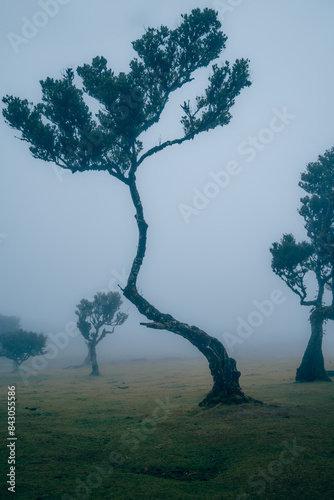 Tree in Fanal Forest