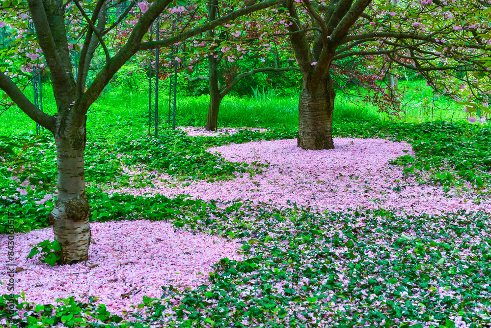 Japanese flowering cherry tree. Falled petals Sakura under the trees in the garden Japanese flowering cherry tree. Falled petals Sakura under the trees in the garden