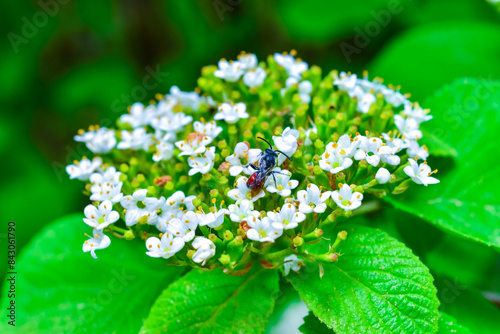 Dark-winged blood bee (Sphecodes gibbus) - bee collects nectar photo