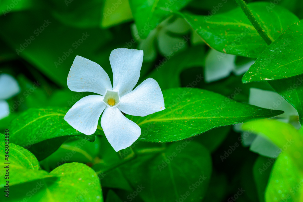 Vinca minor - A groundcover plant with white asymmetric petals in a flower Vinca minor - A groundcover plant with white asymmetric petals in a flower
